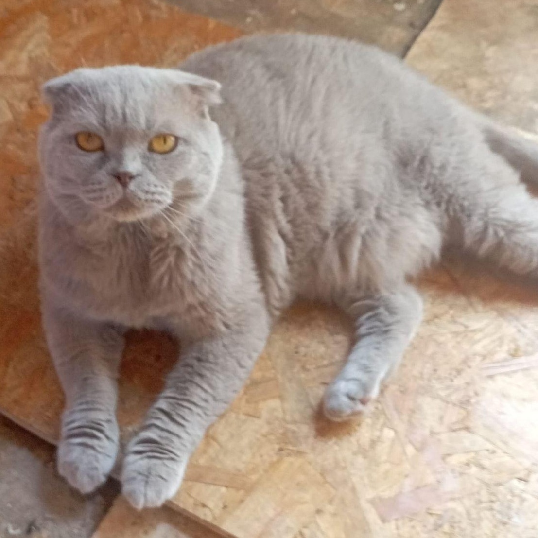 Enlarge Yoshi, a ADOPTABLE Scottish Fold in North York, ON image 4/6