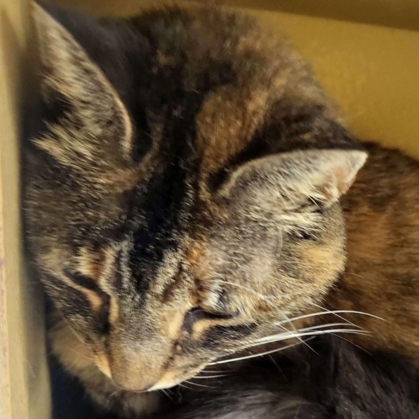 Sadie Bell, Adoptable, Senior Female Domestic Short Hair.