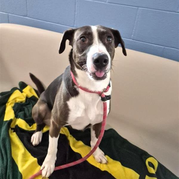 Sable, a Adoptable Mixed Breed in Phoenix, AZ image 1/5