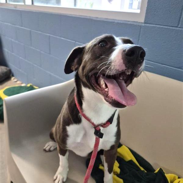 Sable, a Adoptable Mixed Breed in Phoenix, AZ image 2/5