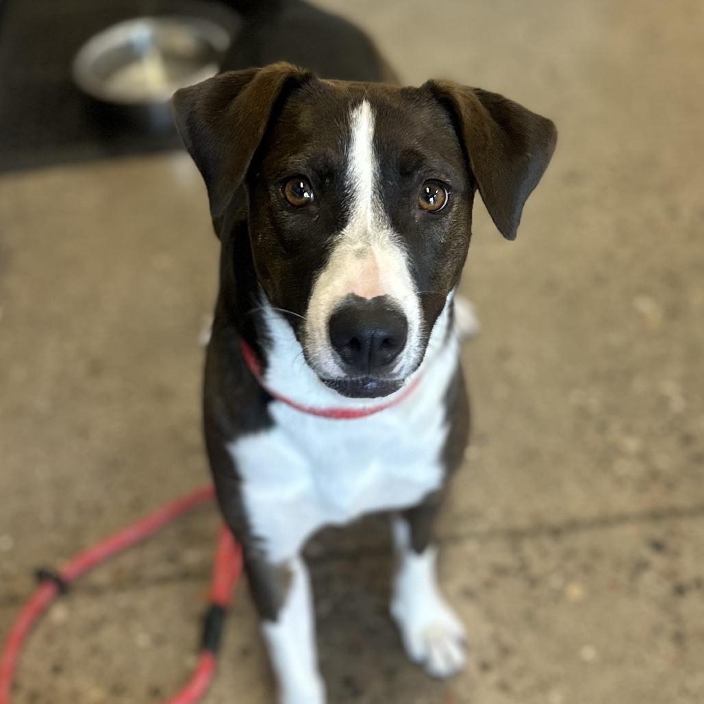 Sable, a Adoptable Mixed Breed in Phoenix, AZ image 3/5