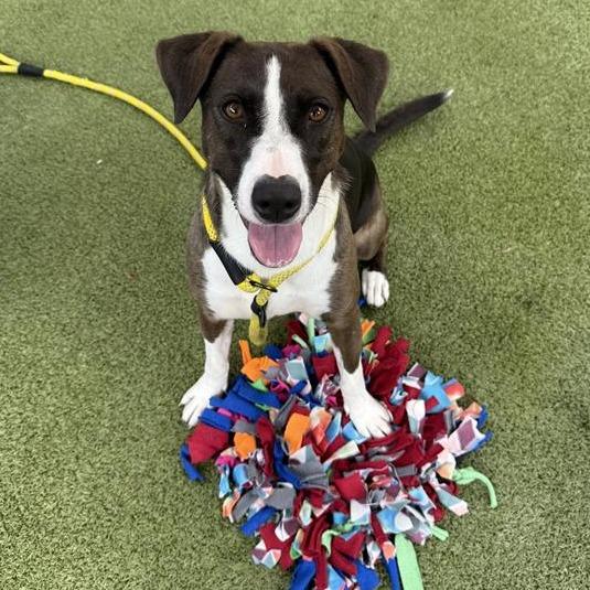 Enlarge Sable, a Adoptable Mixed Breed in Phoenix, AZ image 4/6