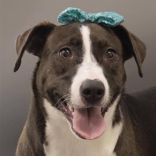 Sable, a Adoptable Mixed Breed in Phoenix, AZ image 4/5