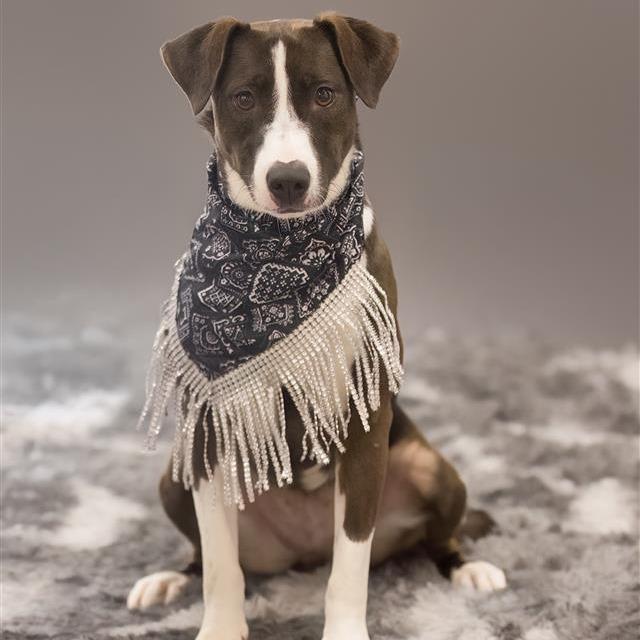 Sable, a Adoptable Mixed Breed in Phoenix, AZ image 5/5