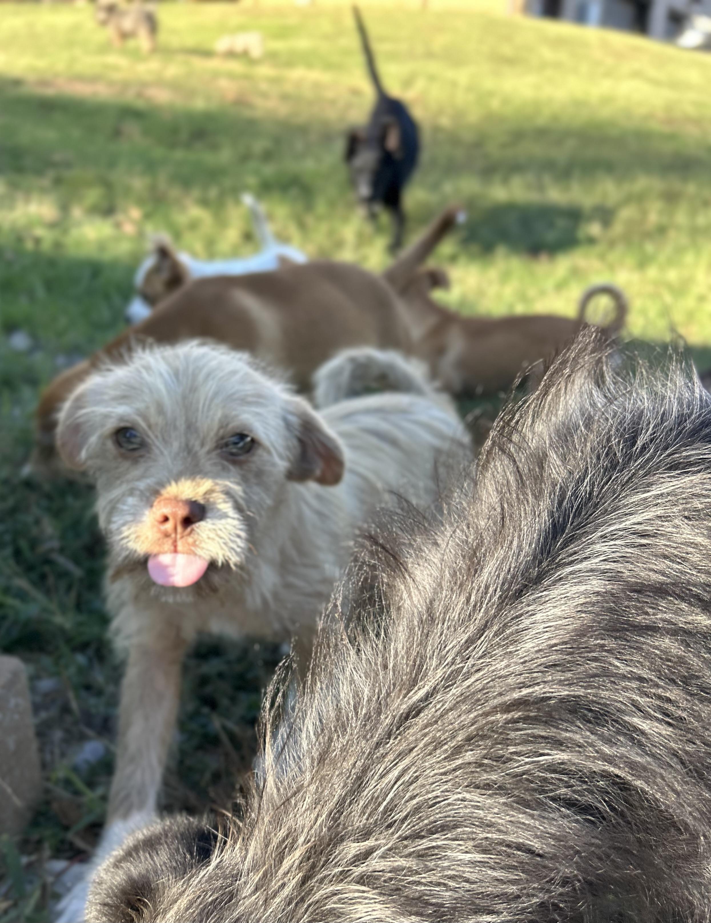 Tiger, Adopted, Young Male Yorkshire Terrier & Terrier.
