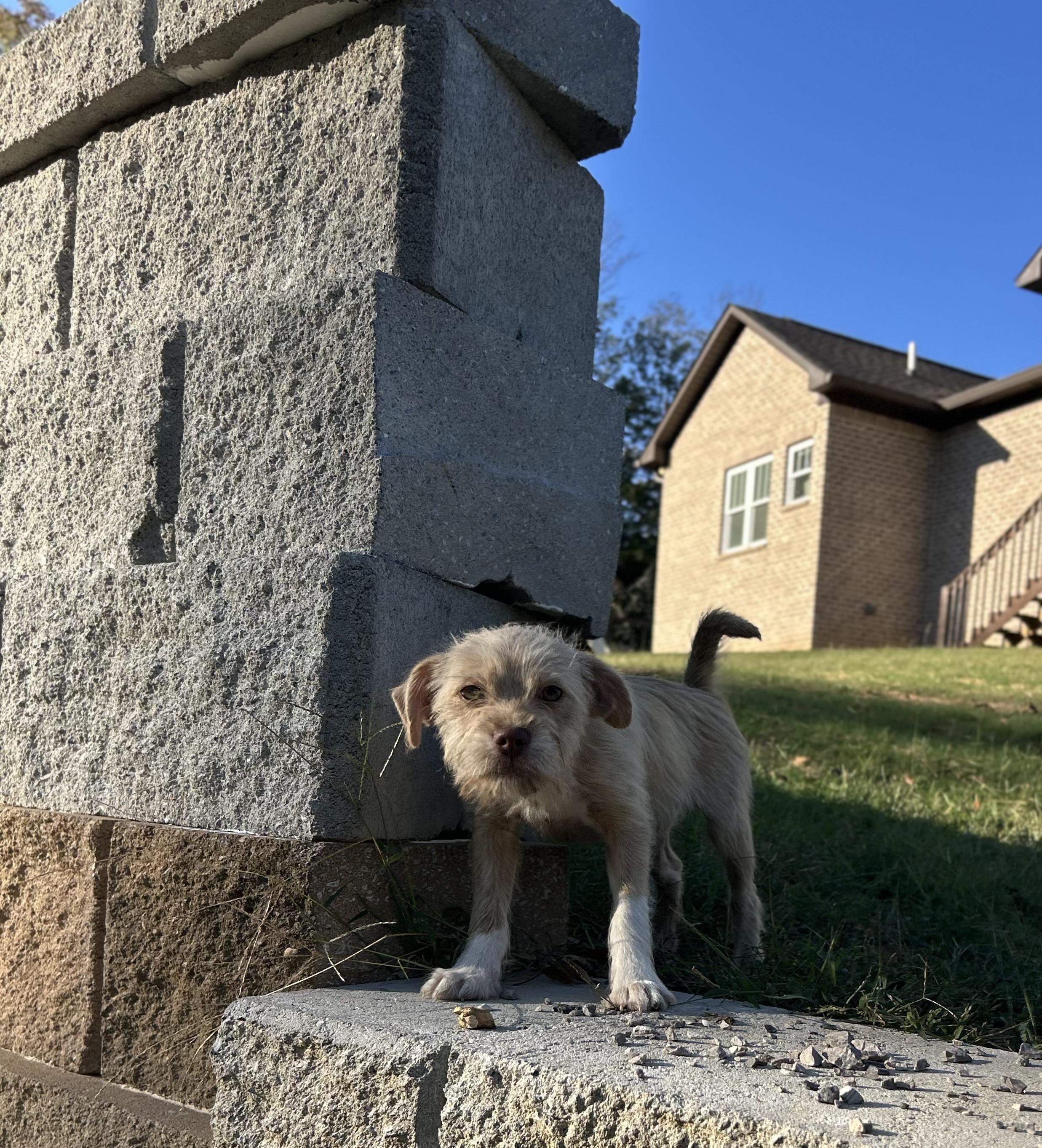 Enlarge Tiger, a Adopted mixed breed in Warrior, AL image 2/6