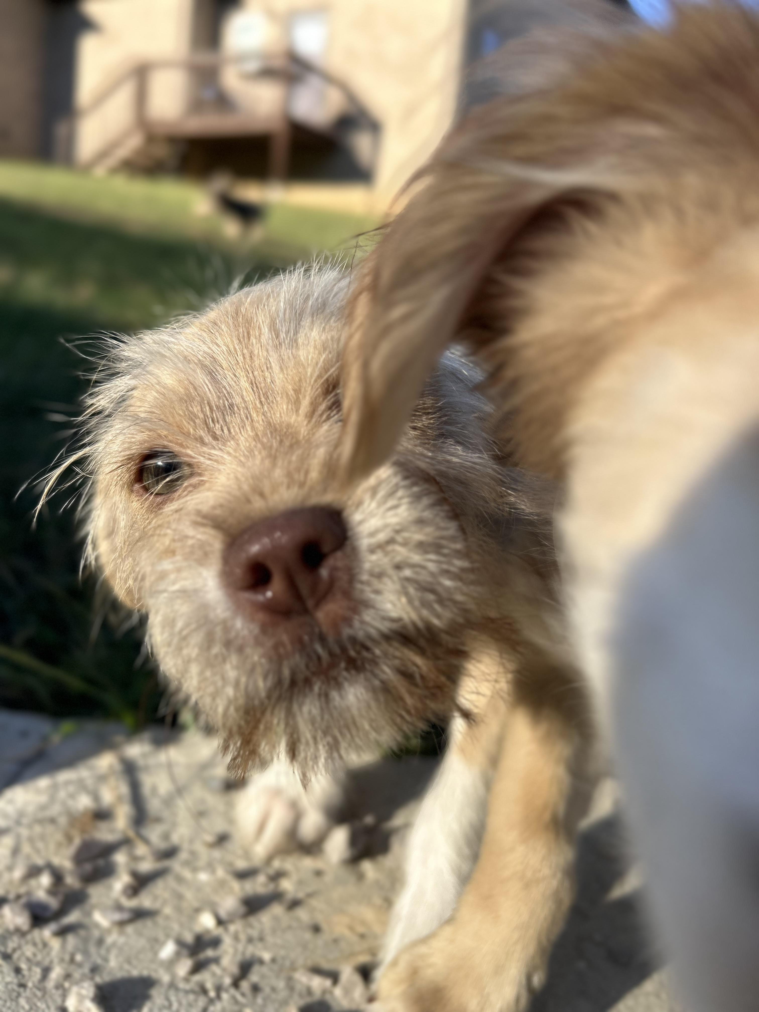 Enlarge Tiger, a Adopted mixed breed in Warrior, AL image 3/6