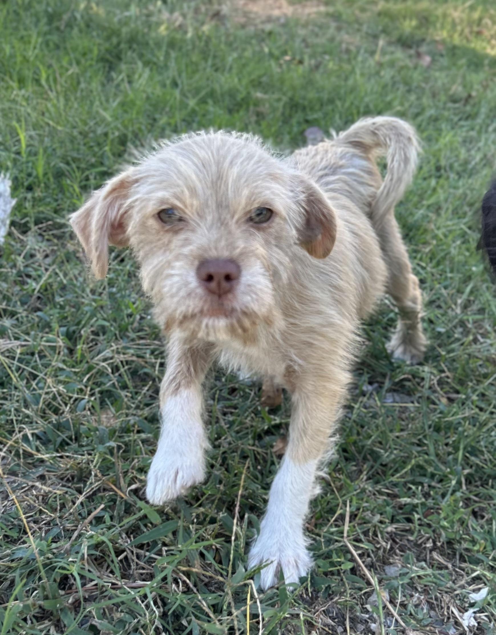 Enlarge Tiger, a Adopted mixed breed in Warrior, AL image 4/6