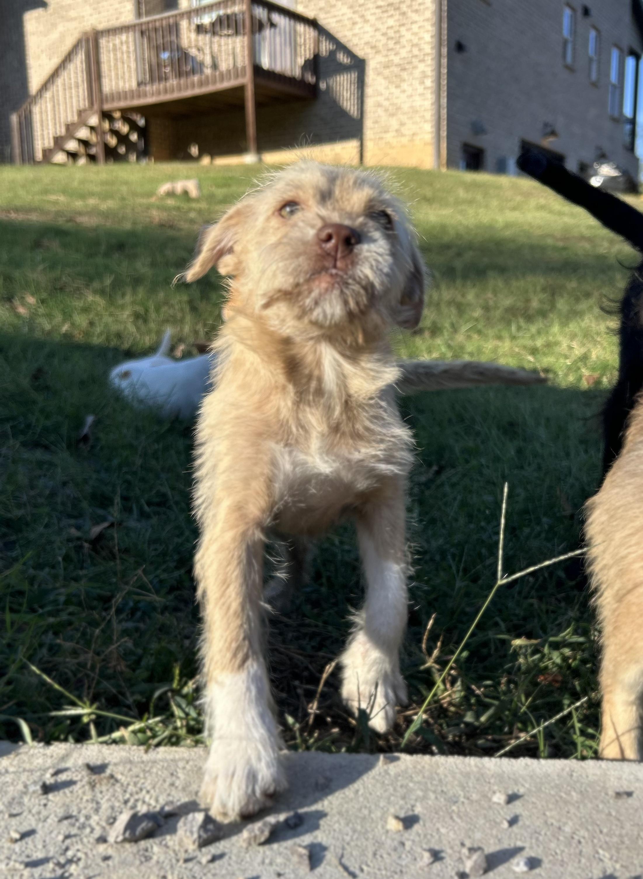 Enlarge Tiger, a Adopted mixed breed in Warrior, AL image 6/6