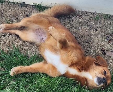 Enlarge Rita (Great Little Companion), an adopted mixed breed in Newfoundland, PA image 3/4