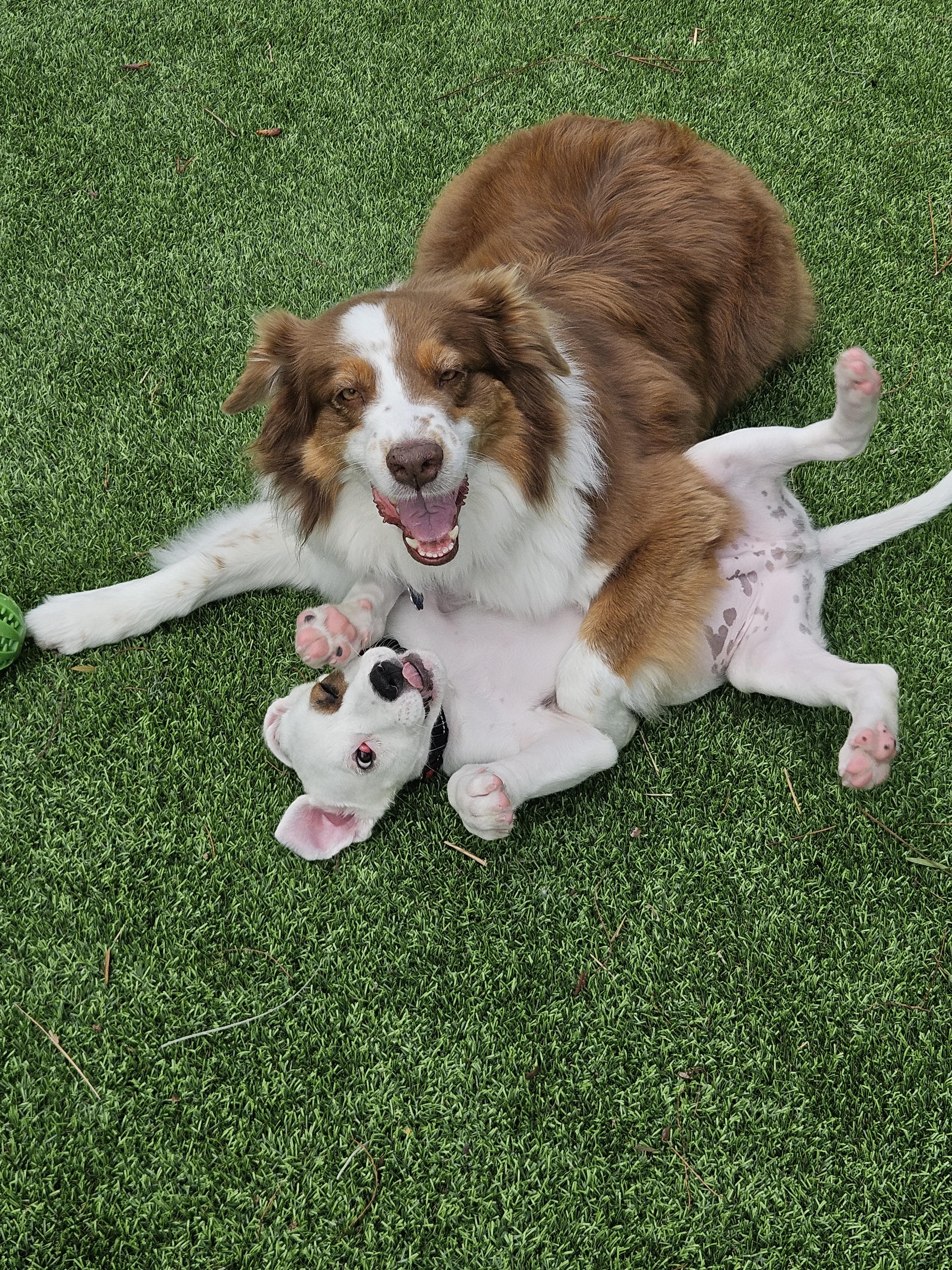 Frosty, Adopted, Young Male Australian Cattle Dog / Blue Heeler & Great Pyrenees.