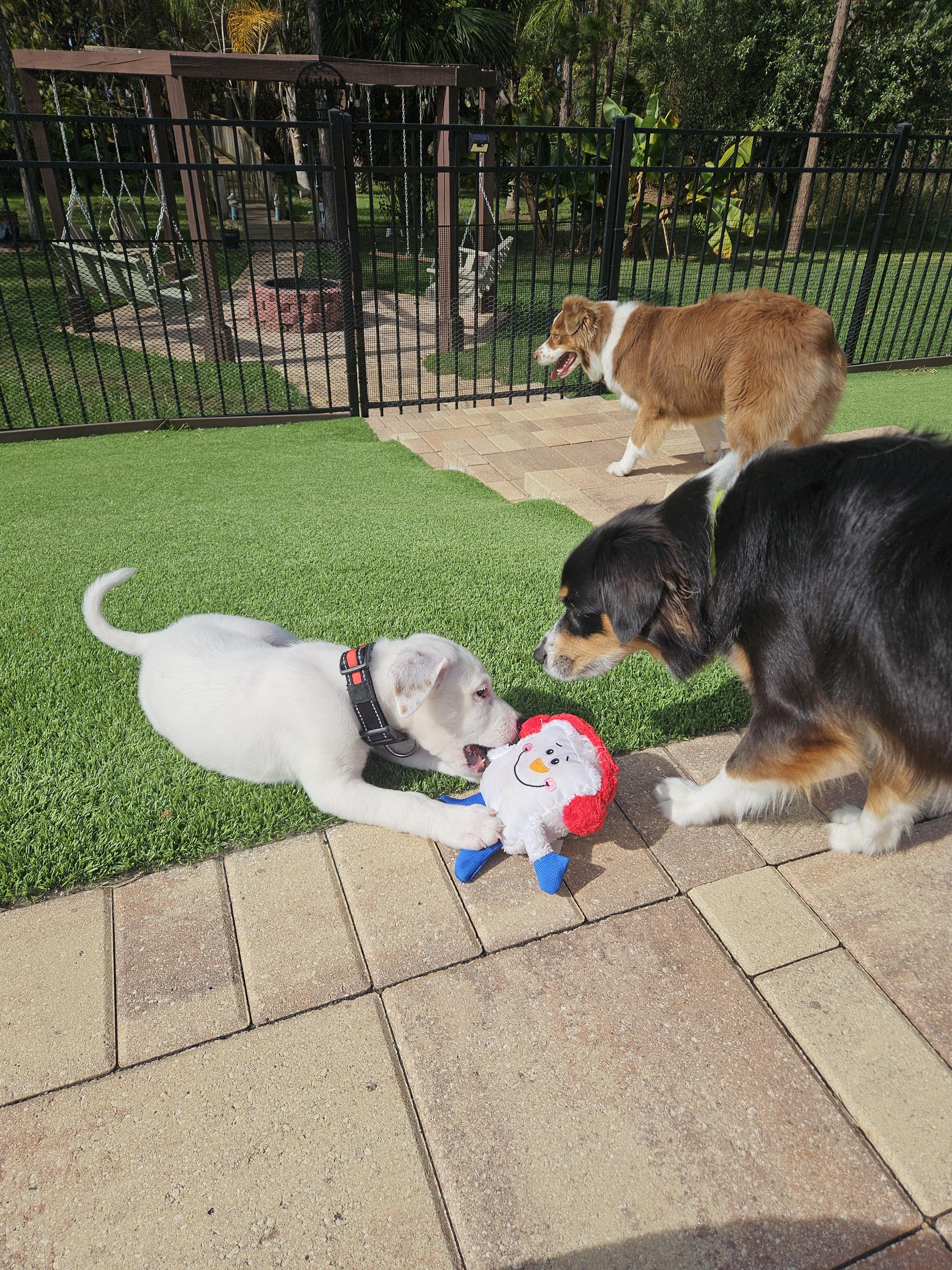 Enlarge Frosty, a Adopted mixed breed in Bradenton, FL image 2/6