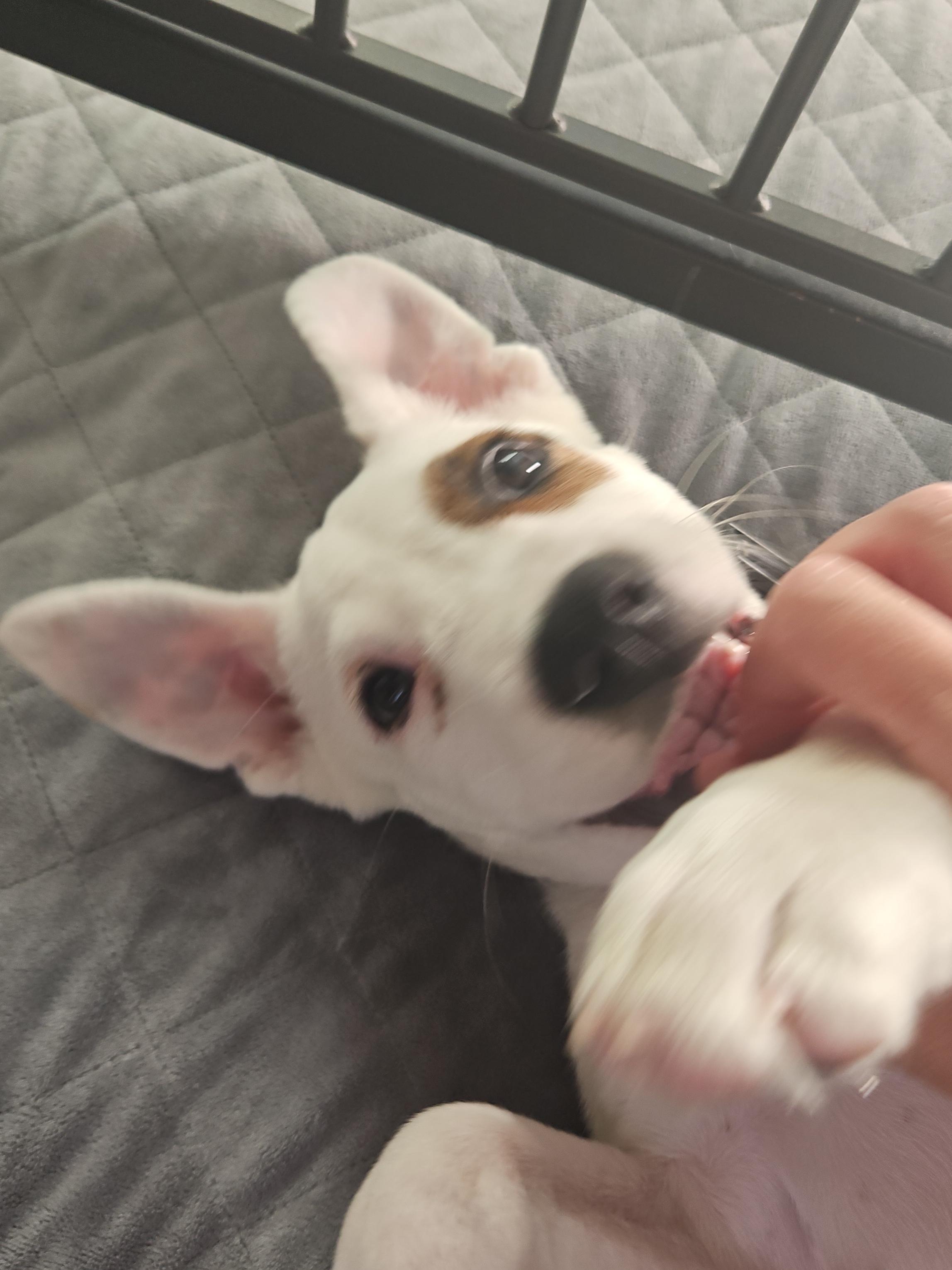 Enlarge Frosty, a Adopted mixed breed in Bradenton, FL image 3/6