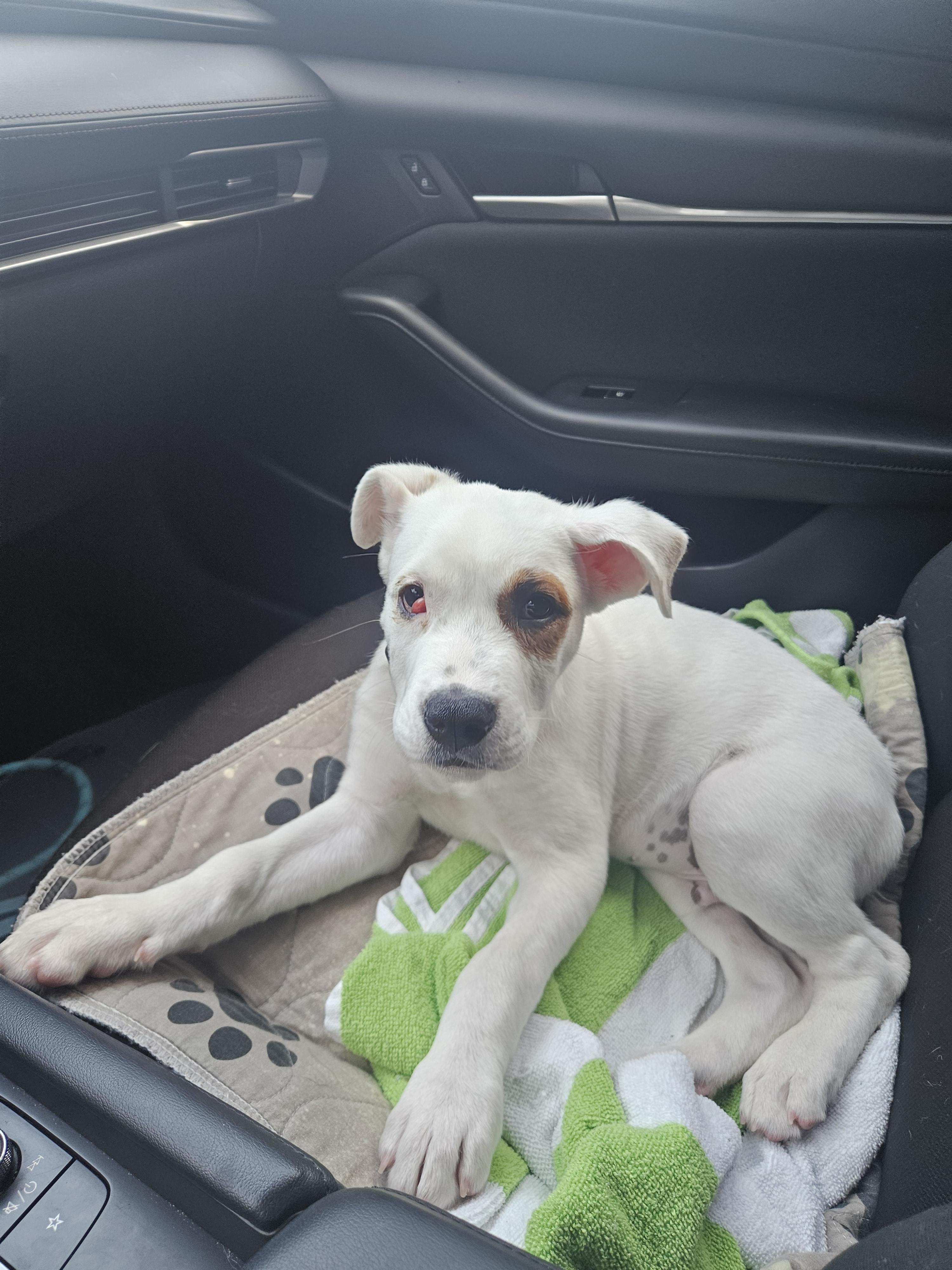Enlarge Frosty, a Adopted mixed breed in Bradenton, FL image 4/6