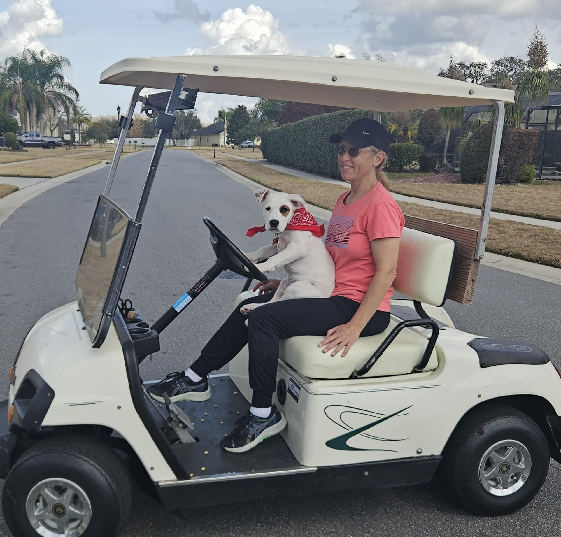 Enlarge Frosty, a Adopted mixed breed in Bradenton, FL image 5/6