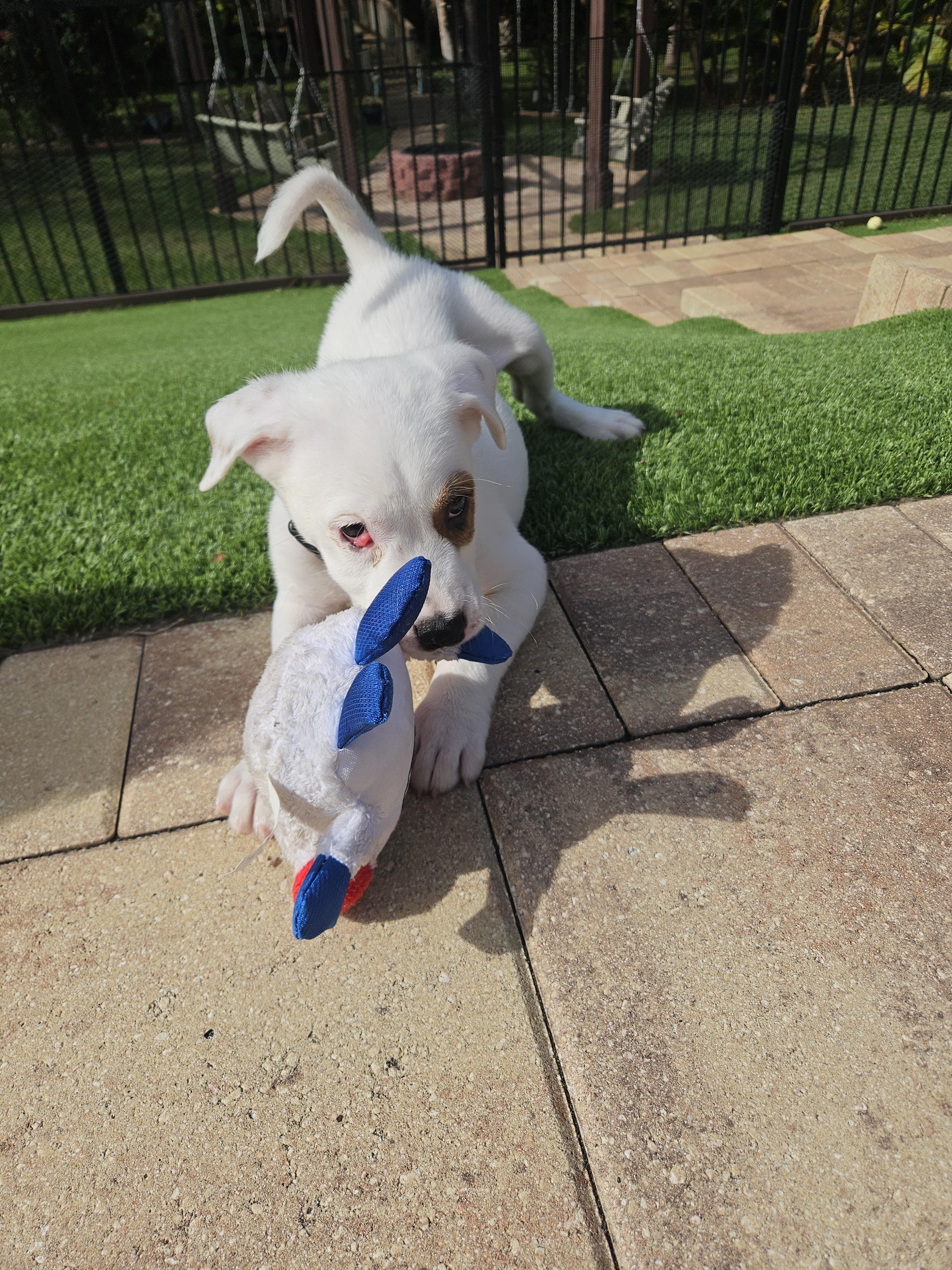 Enlarge Frosty, a Adopted mixed breed in Bradenton, FL image 6/6