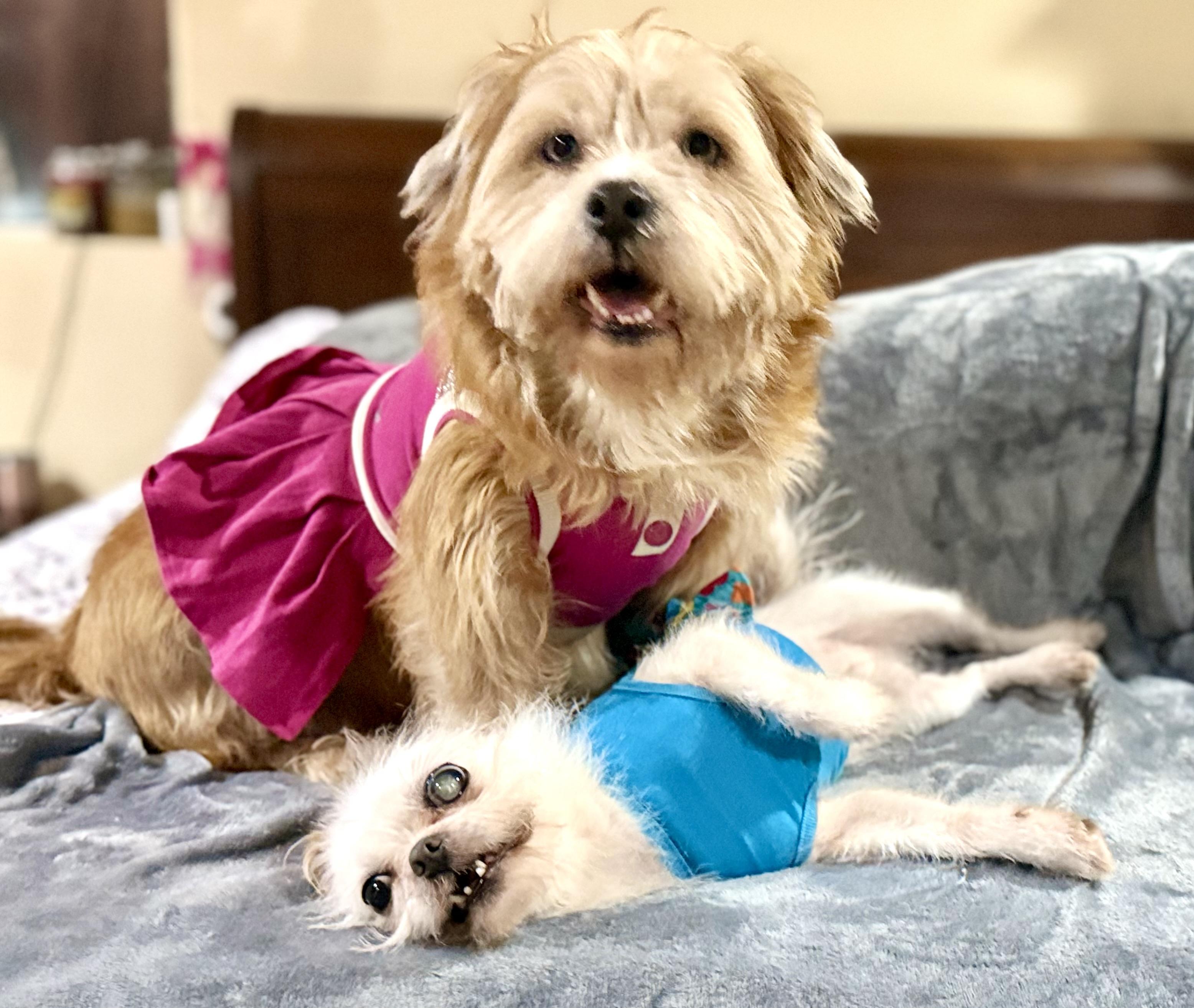 Misty & Lulu, Adoptable, Adult Female Shih Tzu & Cairn Terrier.