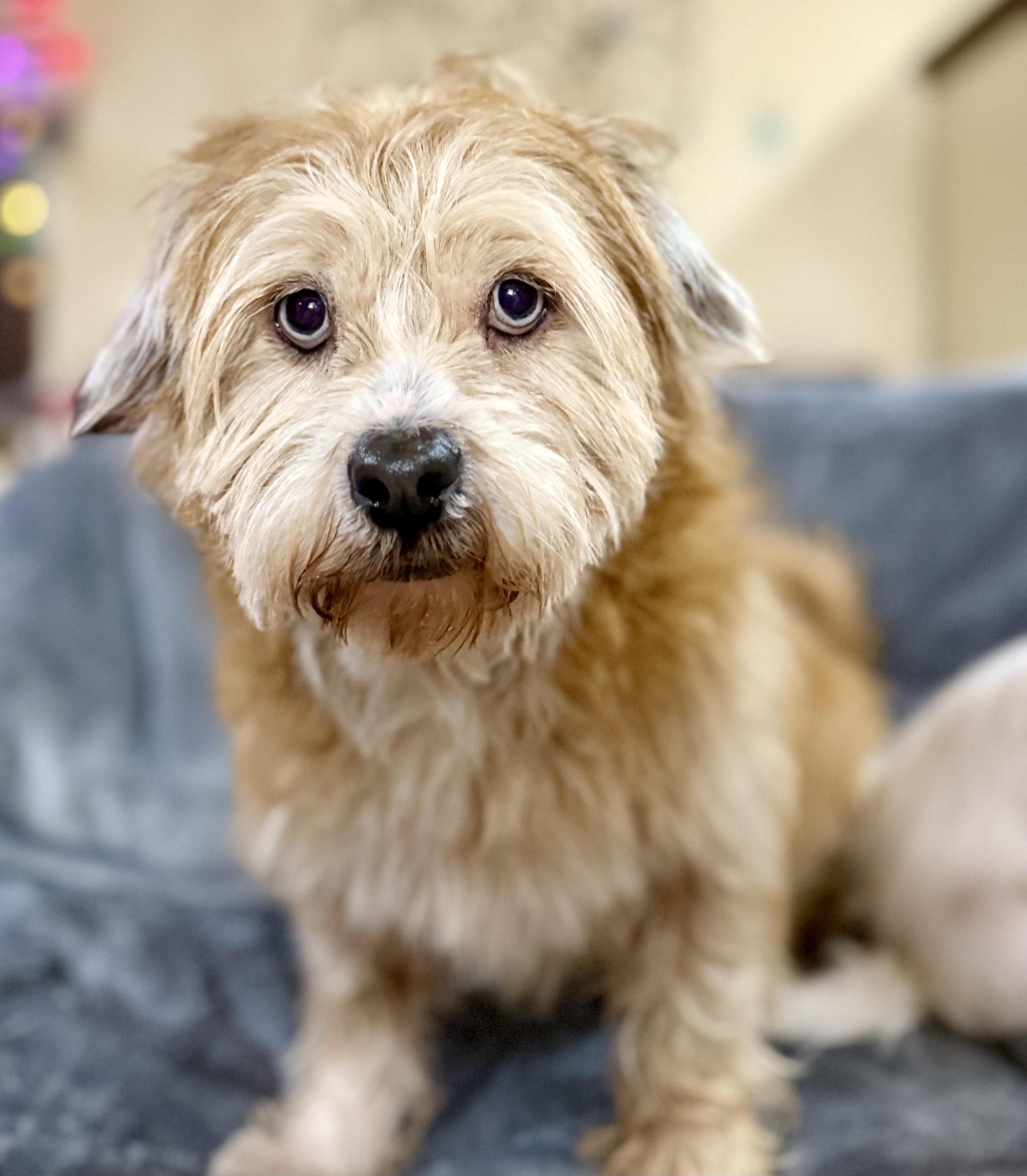 Misty & Lulu, a Adoptable mixed breed in Bellevue, WA image 2/6