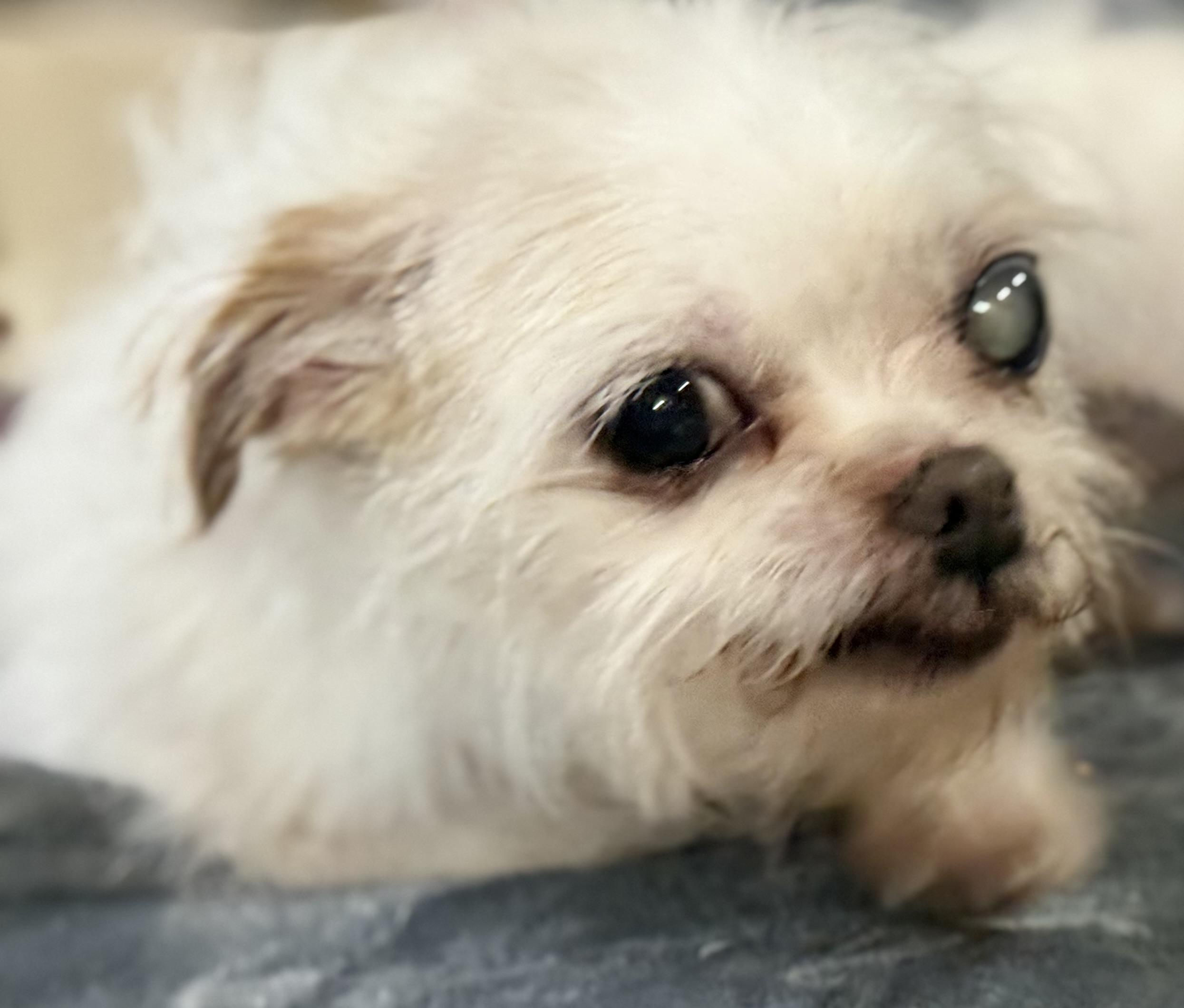 Misty & Lulu, a Adoptable mixed breed in Bellevue, WA image 3/6