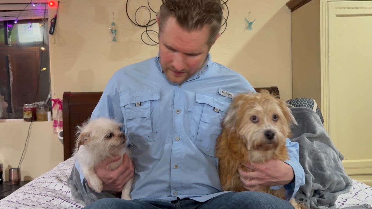 Enlarge Misty & Lulu, a Adoptable mixed breed in Bellevue, WA video 6/6
