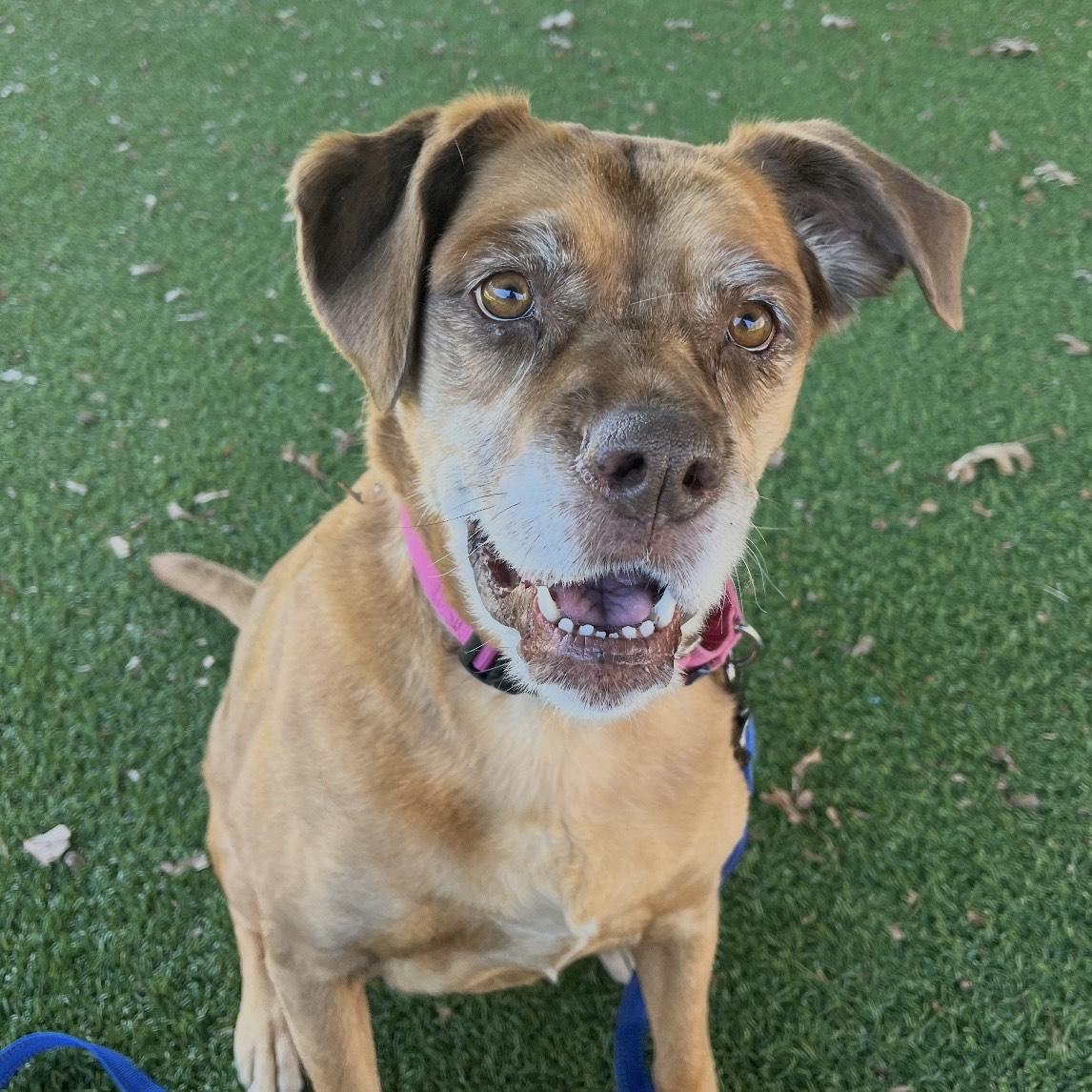 Enlarge June, a ADOPTABLE mixed breed in Eatontown, NJ image 2/6