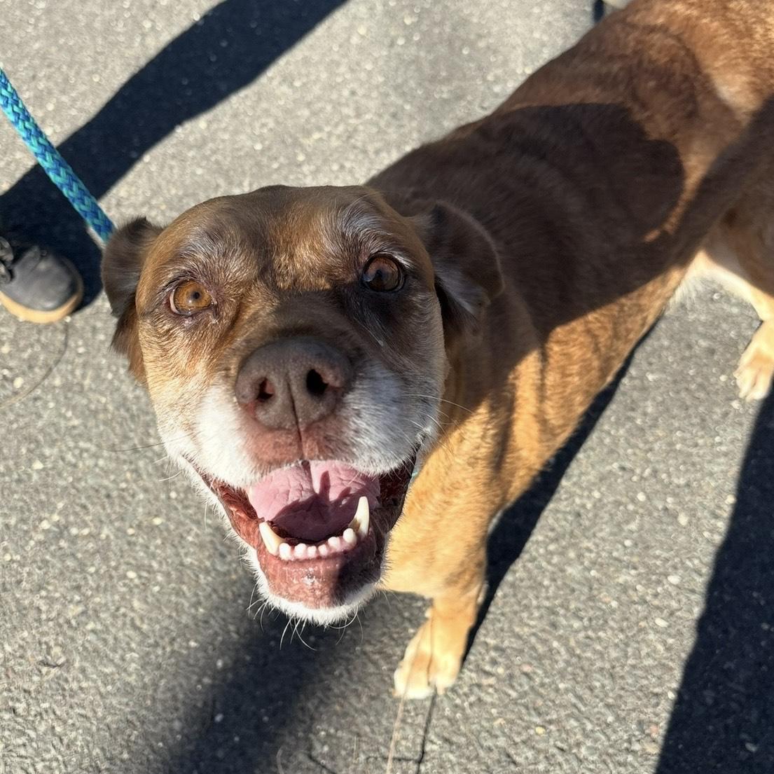 Enlarge June, a ADOPTABLE mixed breed in Eatontown, NJ image 5/6