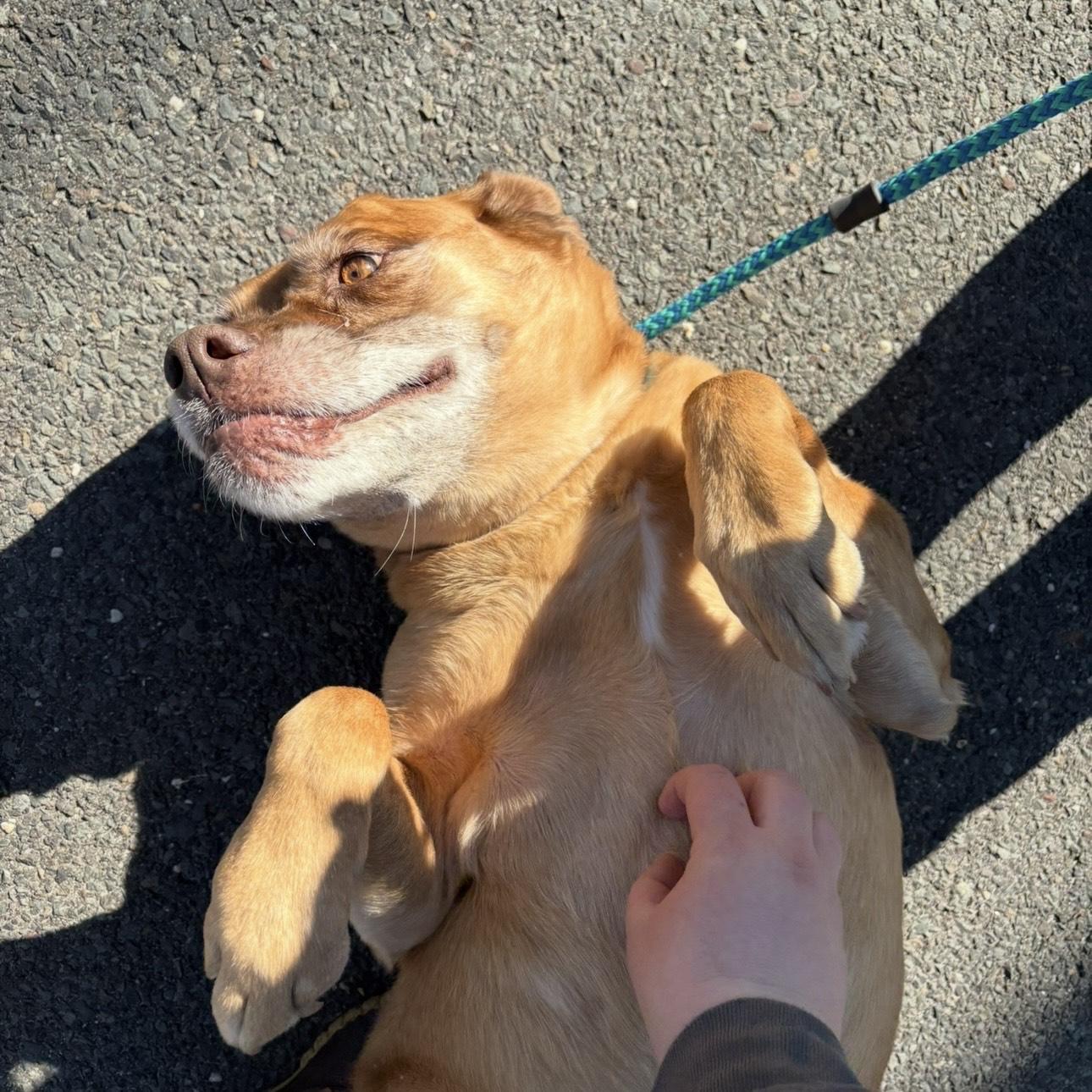 June, ADOPTABLE, Adult Female Retriever.