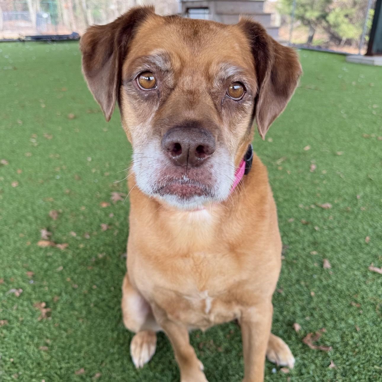 Enlarge June, a ADOPTABLE mixed breed in Eatontown, NJ image 4/6