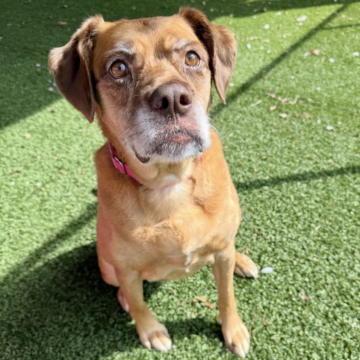 Enlarge June, a ADOPTABLE mixed breed in Eatontown, NJ image 3/6