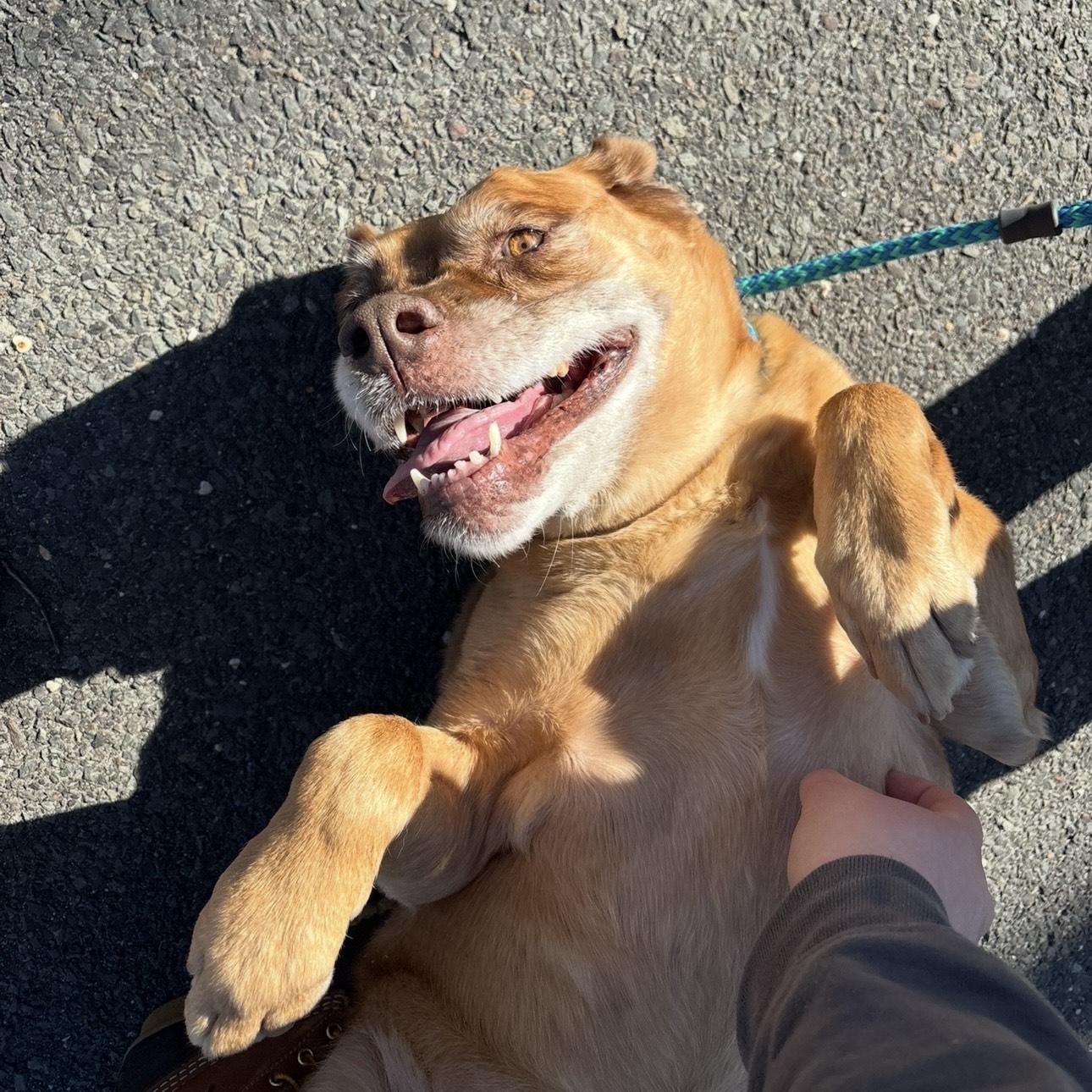 Enlarge June, a ADOPTABLE mixed breed in Eatontown, NJ image 6/6