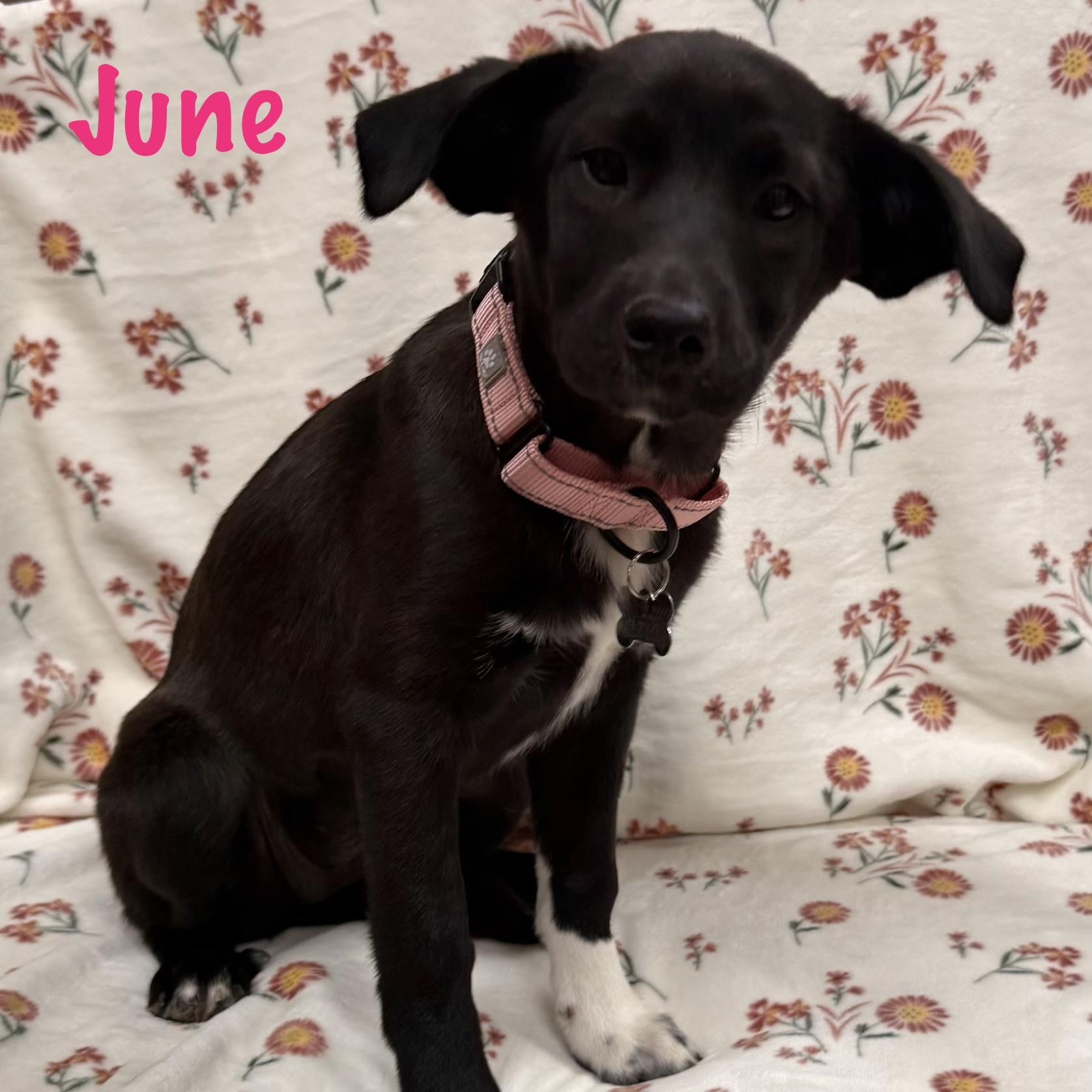 Enlarge June, an adopted mixed breed in Albany, NY image 1/2