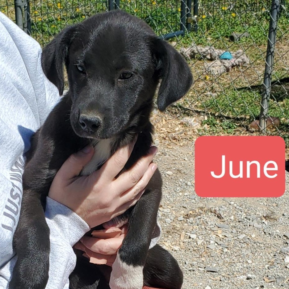 Enlarge June, an adopted mixed breed in Albany, NY image 2/2