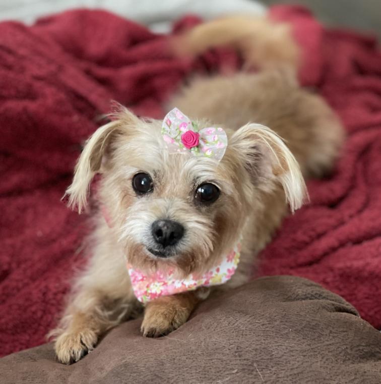 Cindy Lou, ADOPTABLE, Senior Female Yorkshire Terrier & Mixed Breed.