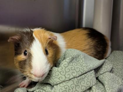 Enlarge Copito, a Adoptable Guinea Pig in Ann Arbor, MI image 1/3