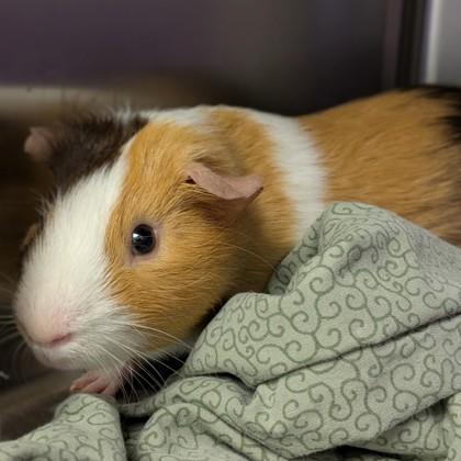 Enlarge Copito, a Adoptable Guinea Pig in Ann Arbor, MI image 2/3