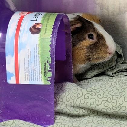 Enlarge Copito, a Adoptable Guinea Pig in Ann Arbor, MI image 3/3