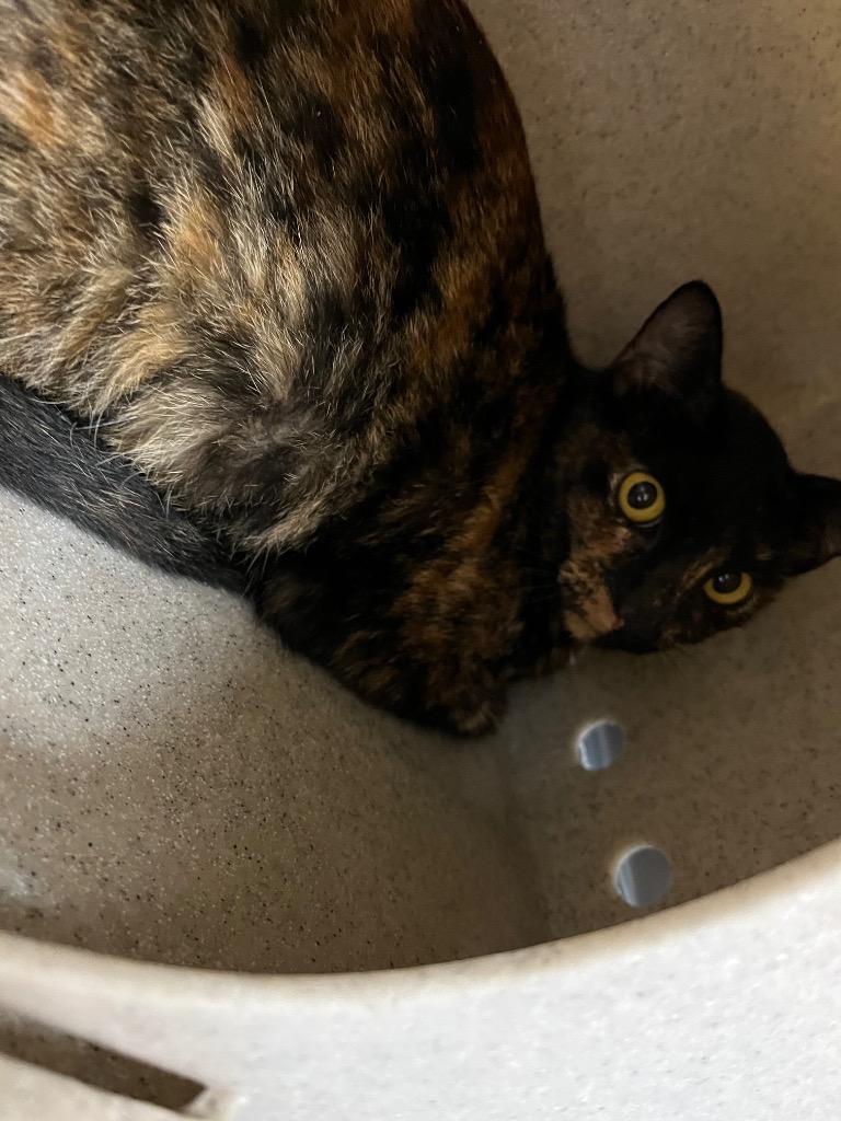 Tatum, Adoptable, Young Female Domestic Medium Hair.