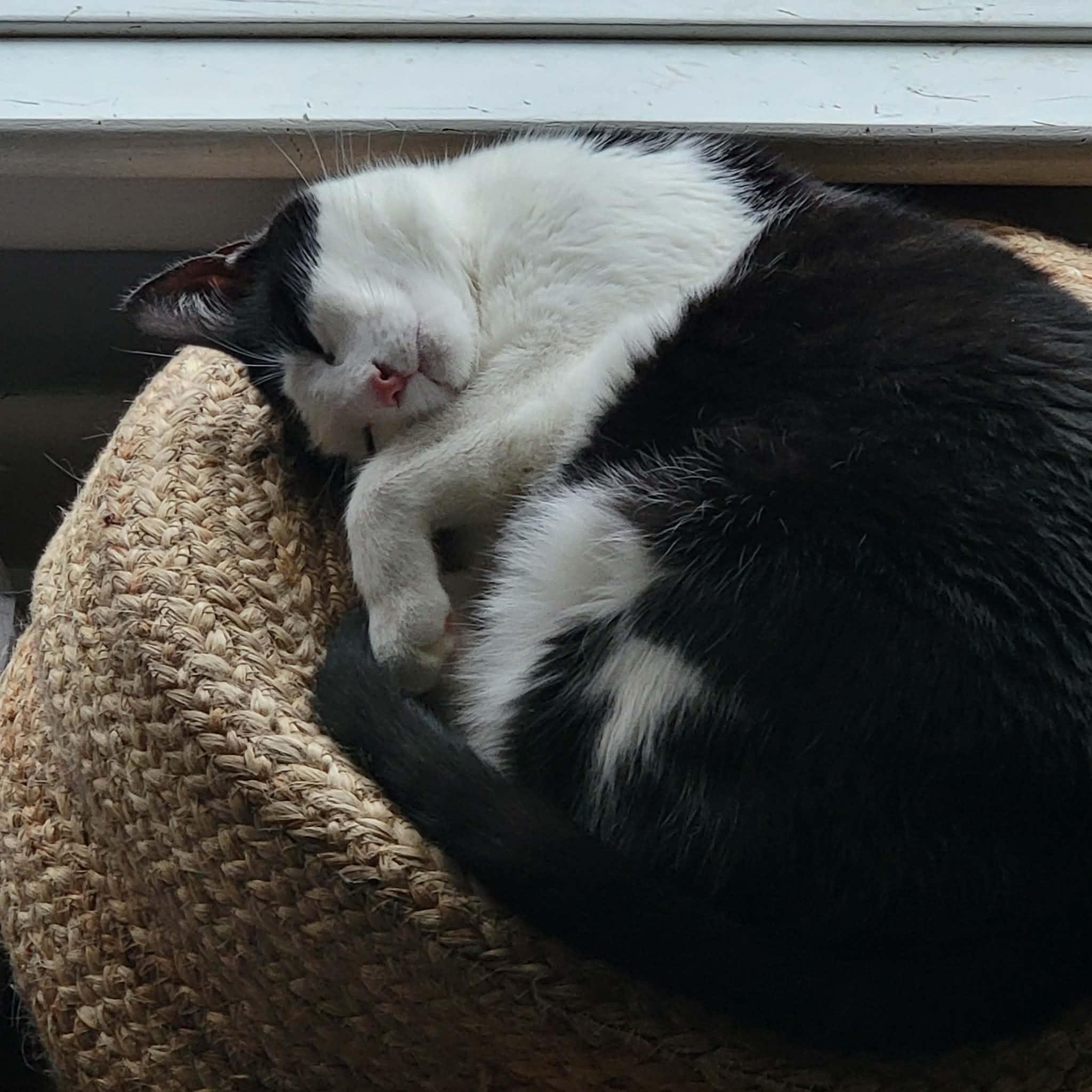 Juno (bonded w/ Mr. Nolan), a ADOPTABLE Domestic Short Hair in Hamilton, ON image 2/6