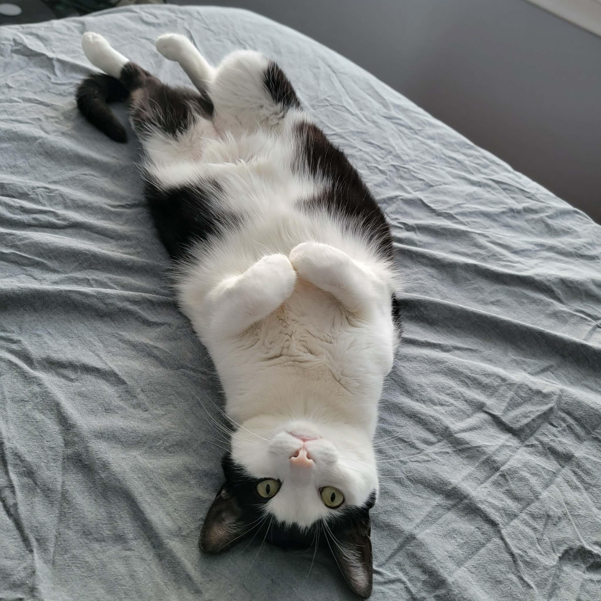 Juno (bonded w/ Mr. Nolan), ADOPTABLE, Adult Female Domestic Short Hair.