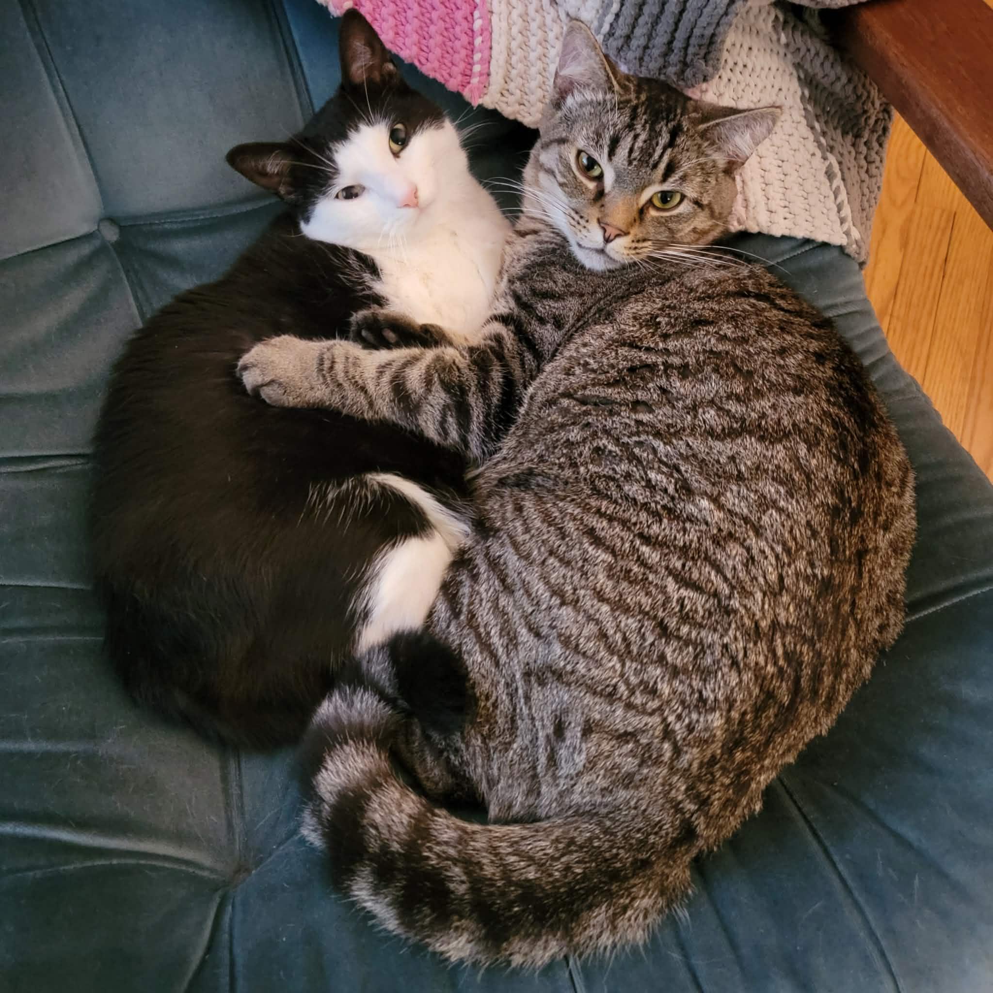 Juno (bonded w/ Mr. Nolan), a ADOPTABLE Domestic Short Hair in Hamilton, ON image 3/6