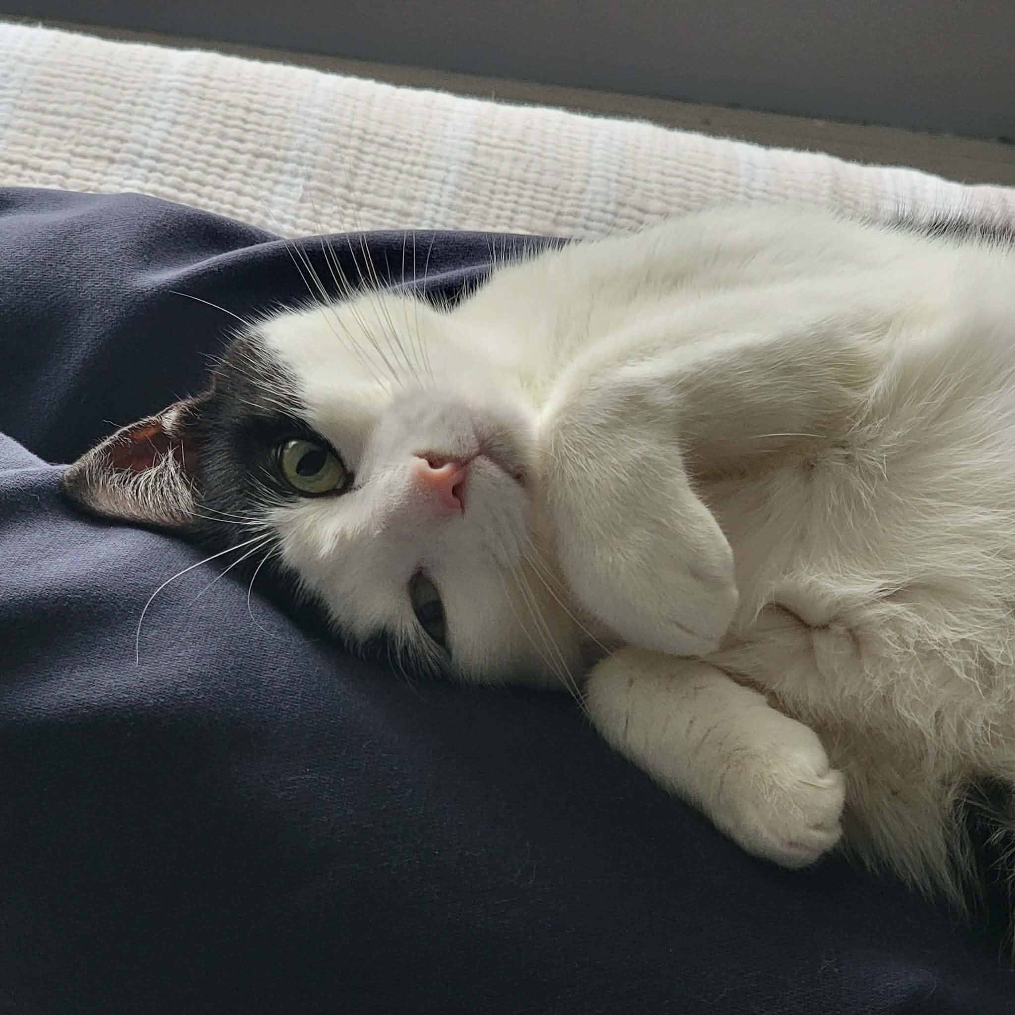 Juno (bonded w/ Mr. Nolan), a ADOPTABLE Domestic Short Hair in Hamilton, ON image 4/6