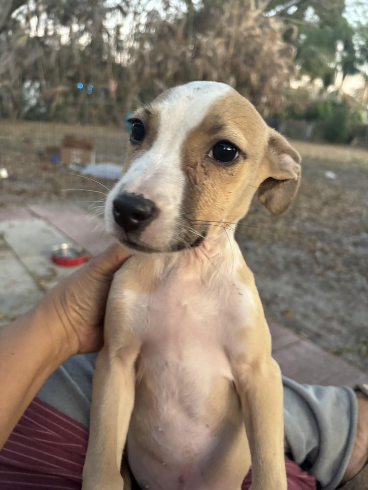 Reggie, Adoptable, Puppy Male Mixed Breed.