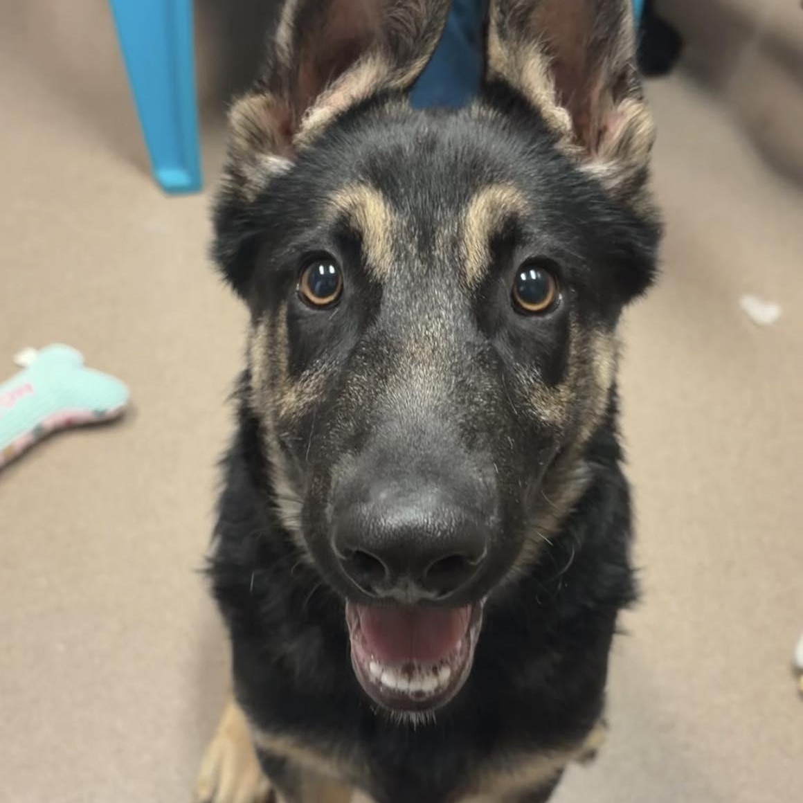 Quincy, adopted, Young Male German Shepherd Dog.