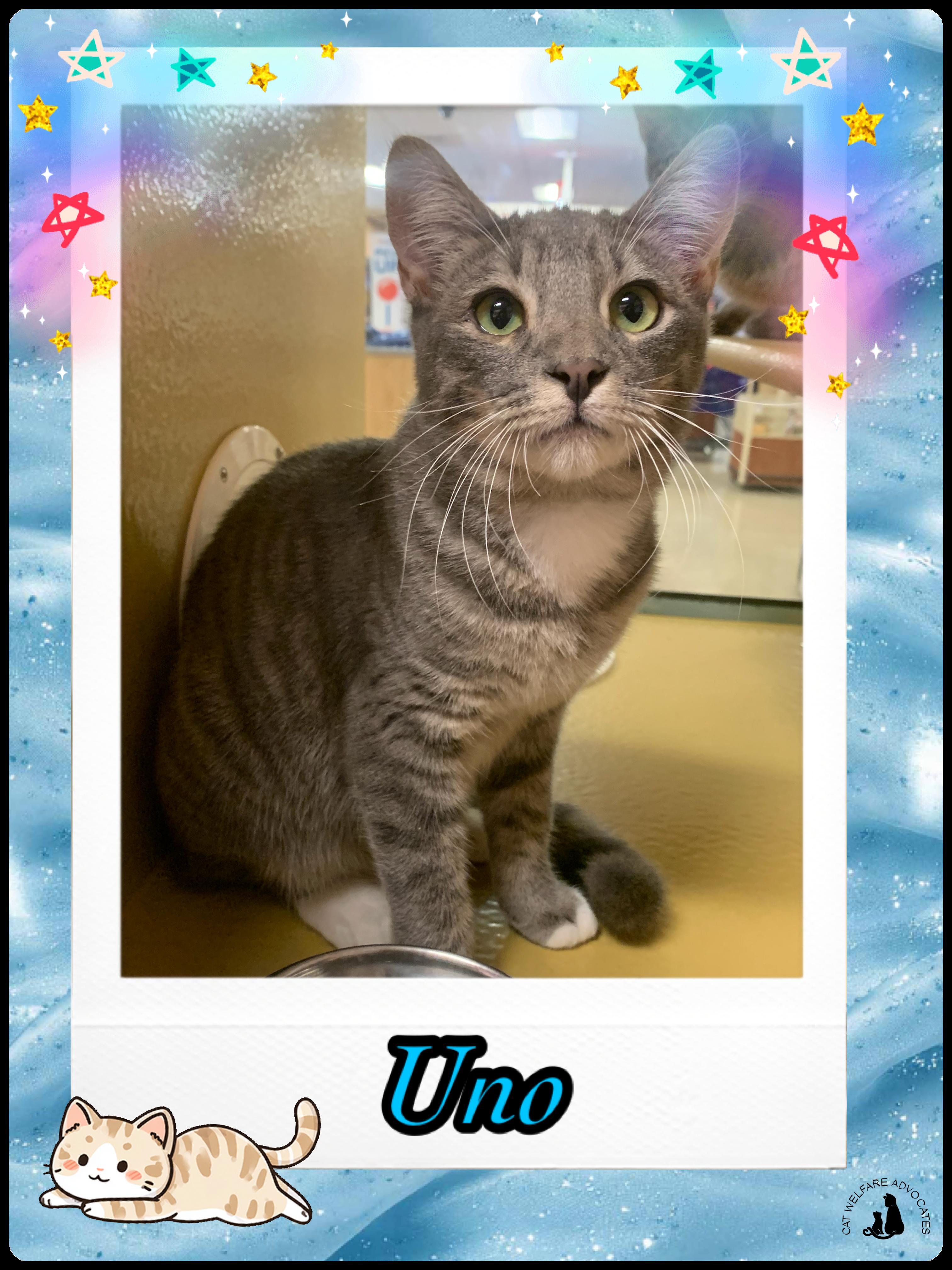 Enlarge Uno, a ADOPTABLE mixed breed in San Jose, CA image 1/1