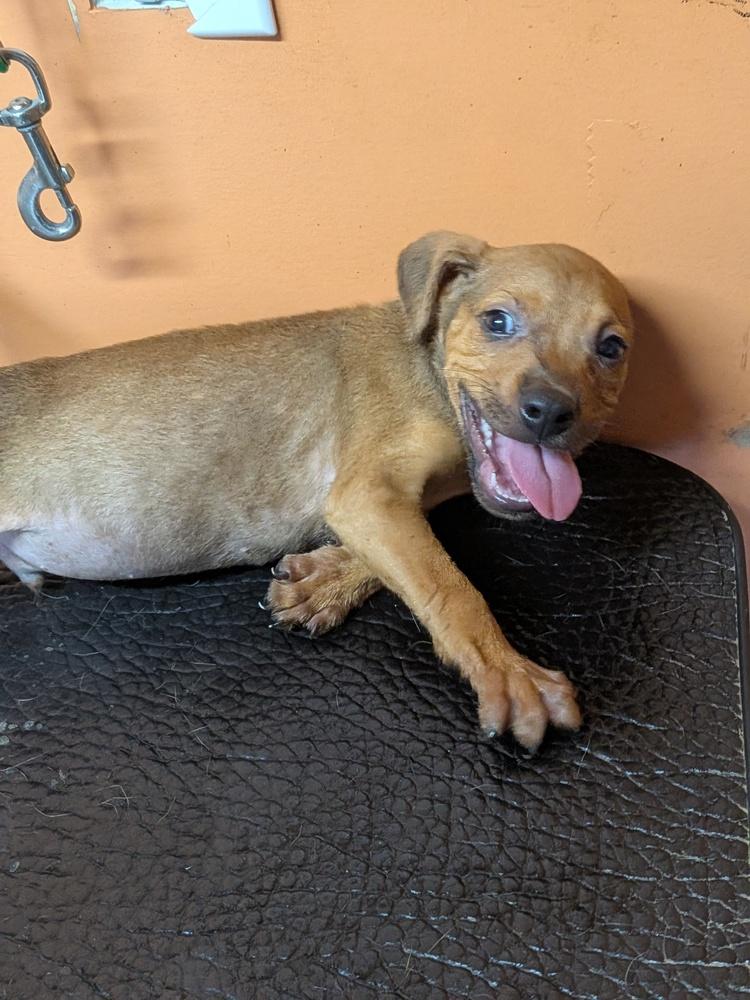 Enlarge Baby Jake, a Adoptable mixed breed in Statesville, NC image 1/3