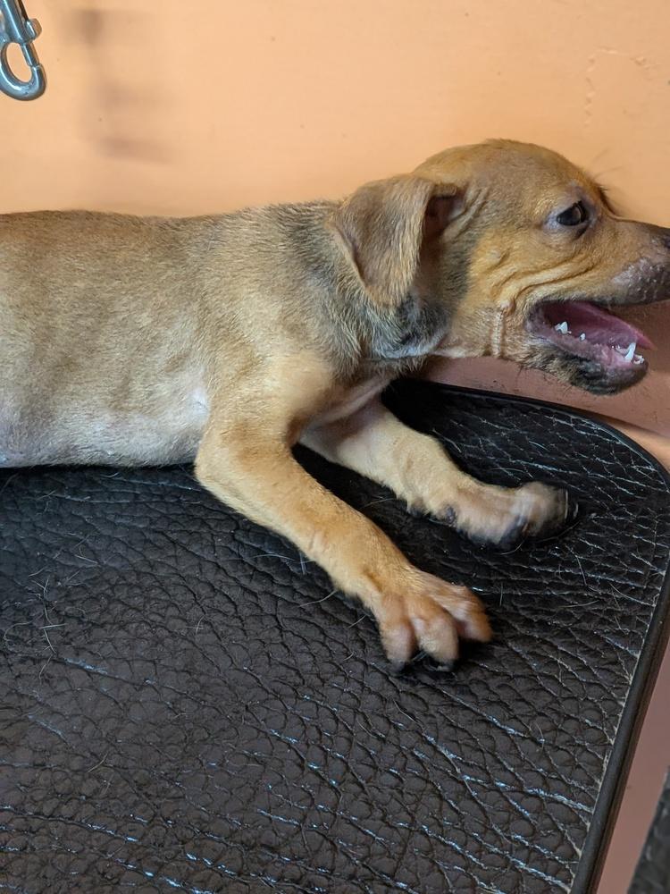 Enlarge Baby Jake, a Adoptable mixed breed in Statesville, NC image 2/3