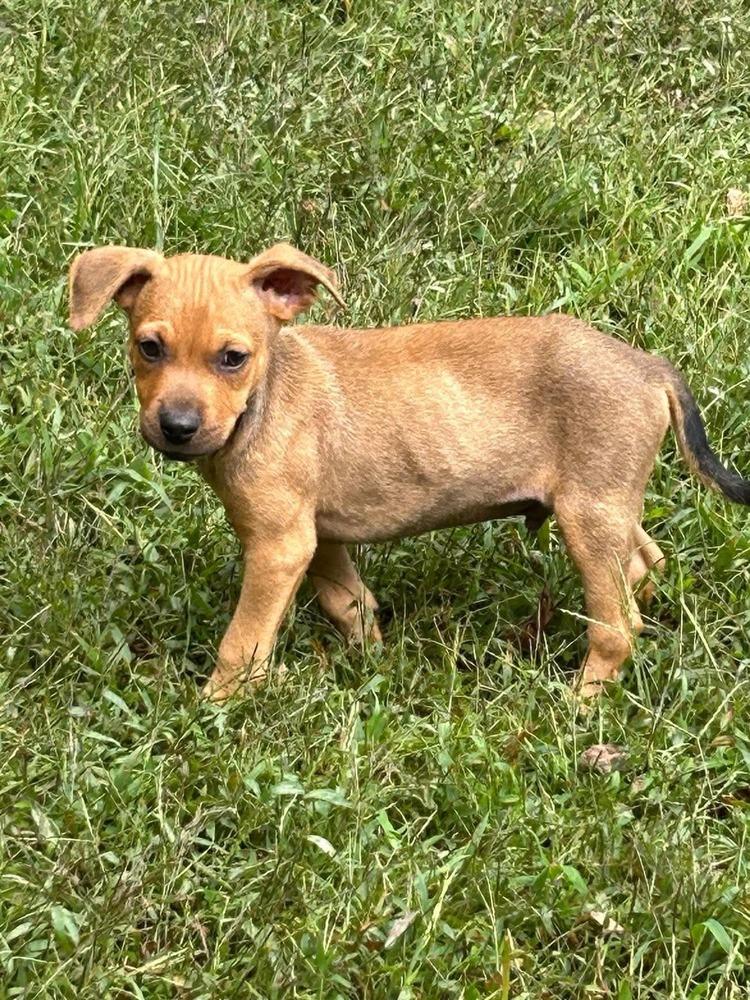 Enlarge Baby Jake, a Adoptable mixed breed in Statesville, NC image 3/3