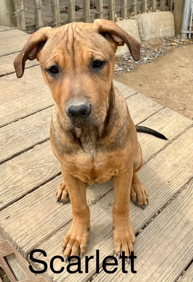 Scarlett thumbnail 2