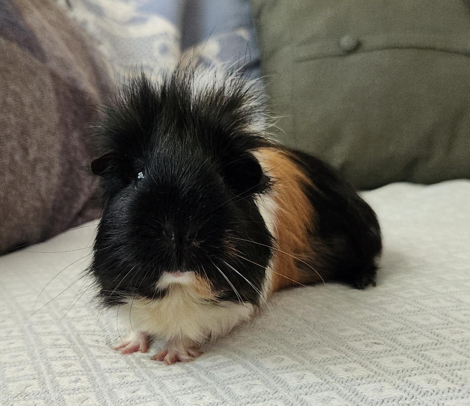 Mocha & Lizzy BONDED, an adopted Guinea Pig in Minneapolis, MN image 2/4