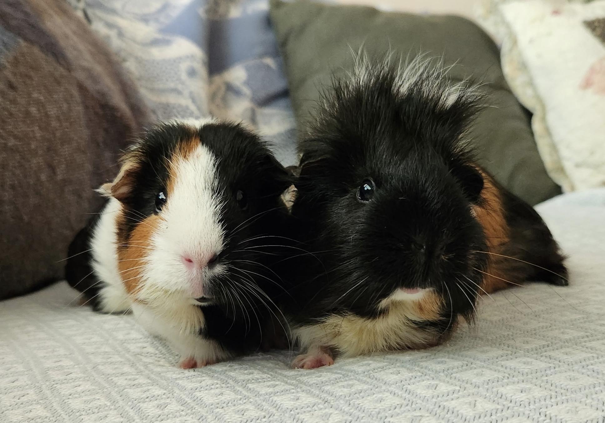 Mocha & Lizzy BONDED, an adopted Guinea Pig in Minneapolis, MN image 3/4